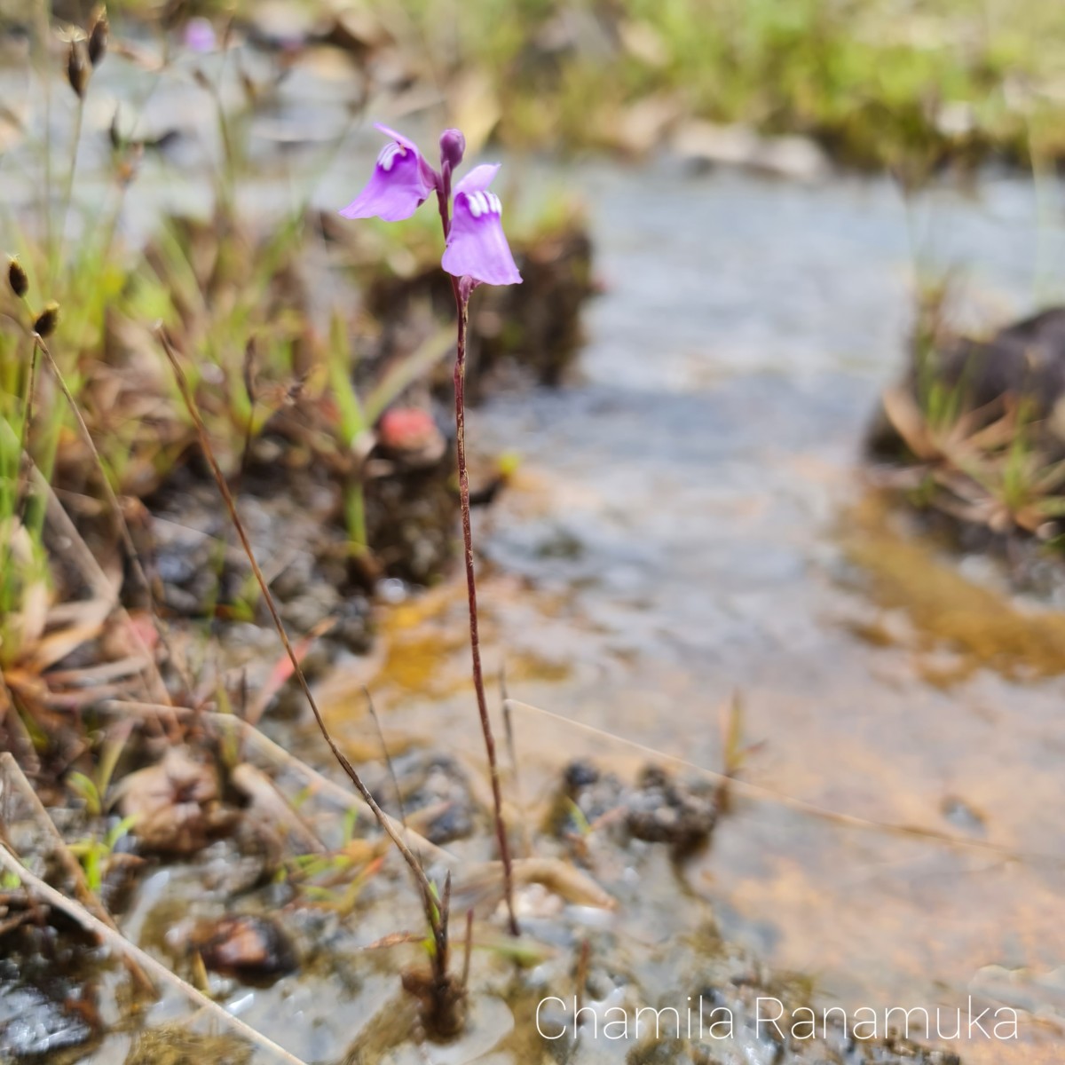 Utricularia new sp. 1